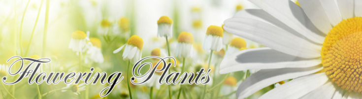 Flowering Plants