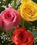Roses