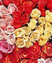 Flowers for a Year