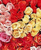 Flowers for a Year