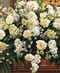 Sympathy Tributes