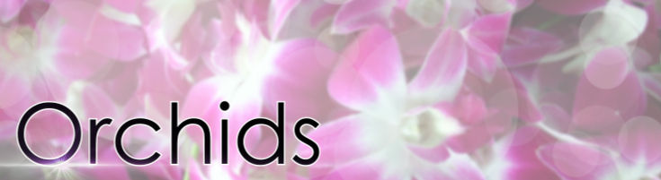 Orchid Plants