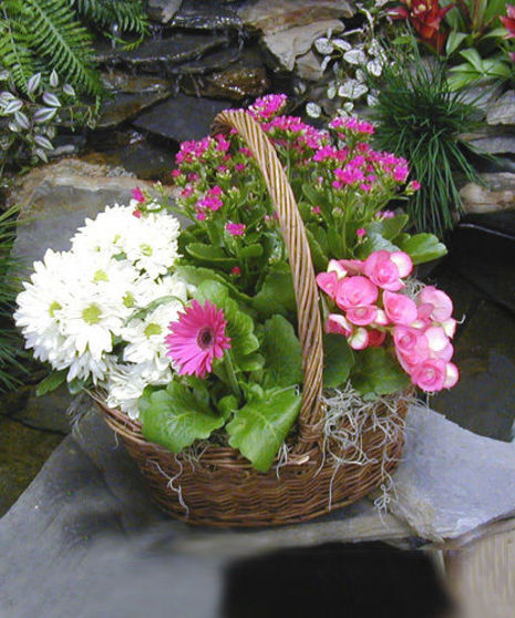 European Garden