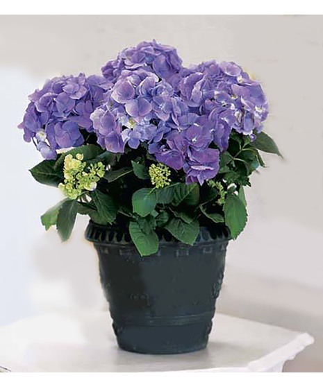 Hydrangea Plant