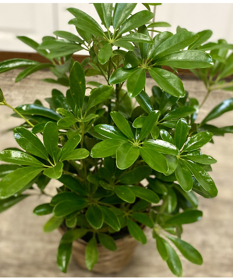 Schefflera