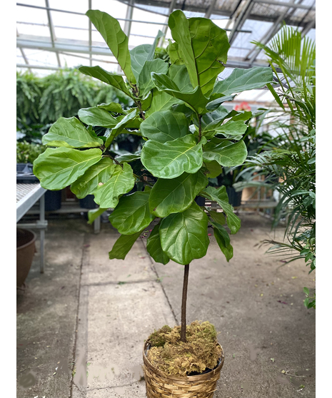 Fiddle Leaf Fig