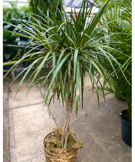 Dracena Marginata