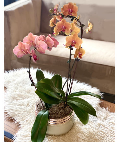 Deluxe Waterfall Orchid