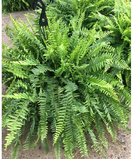 Boston Fern