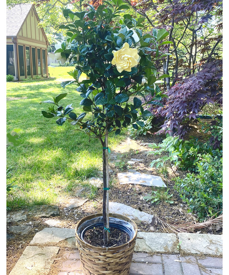 Gardenia Tree