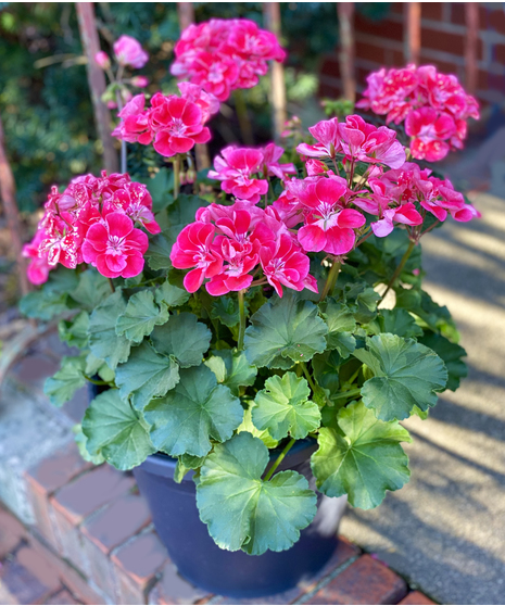 Geranium Planters