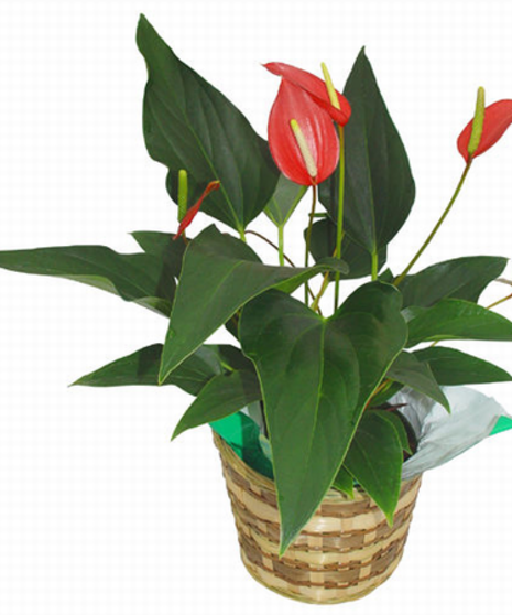 Blooming Anthurium Plant