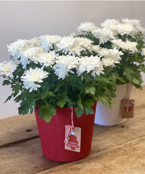 Christmas Chrysanthemum