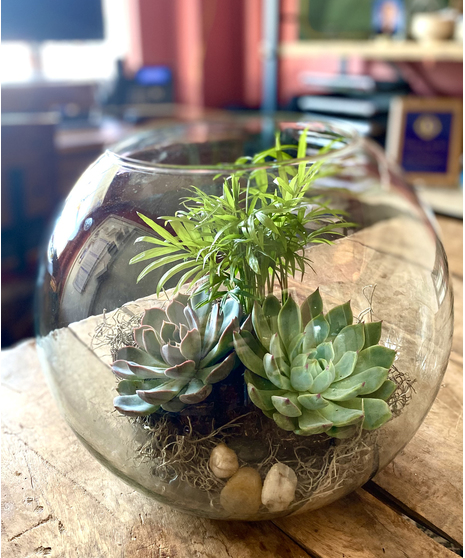 Bowl Terrarium