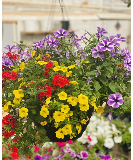 Hanging Basket