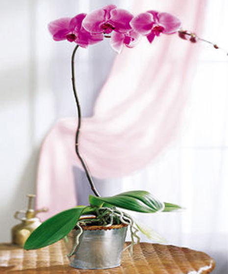 Phalaenopsis Orchid