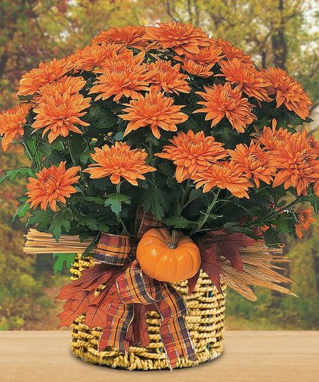 Fall  Mum