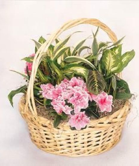 European Basket Garden-dmr