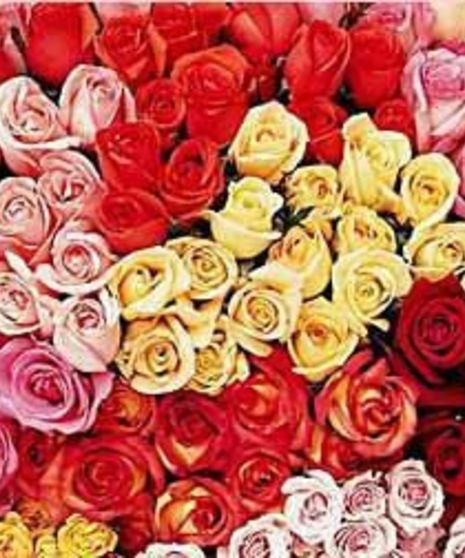 Roses every month-ALL YEAR LONG!