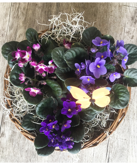 African Violet Basket