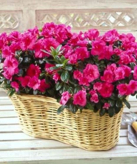 Double Azalea Basket