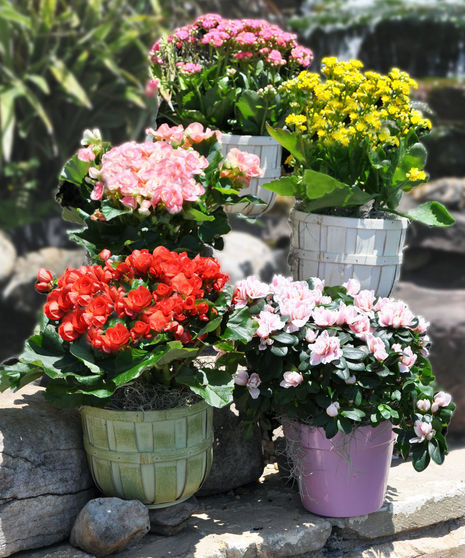 Flowering Plants