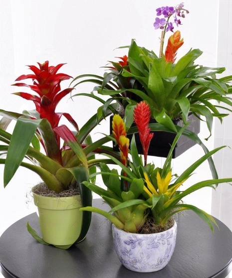 A bromeliad garden is the perfect gift for a new office or home!