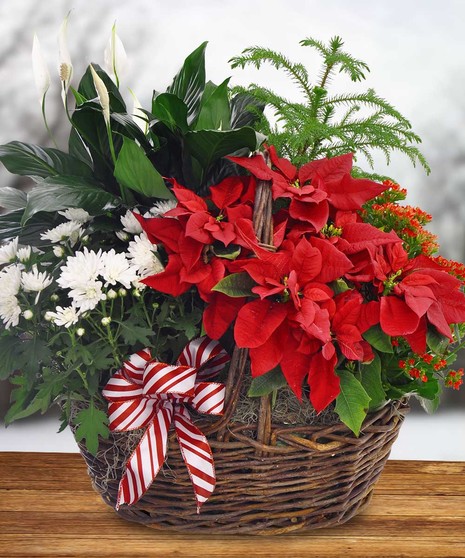 Garden Poinsettia Basket