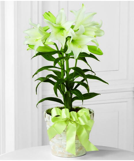 Easter Lily