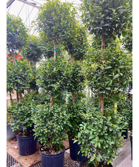Eugenia Topiary