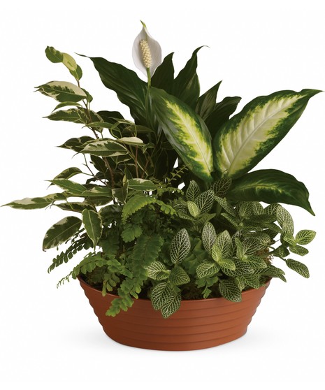 Serene Retreat Green Plant Planter