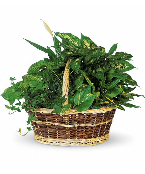 Basket Garden