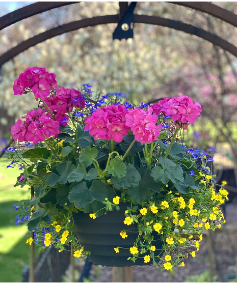 Hanging Basket