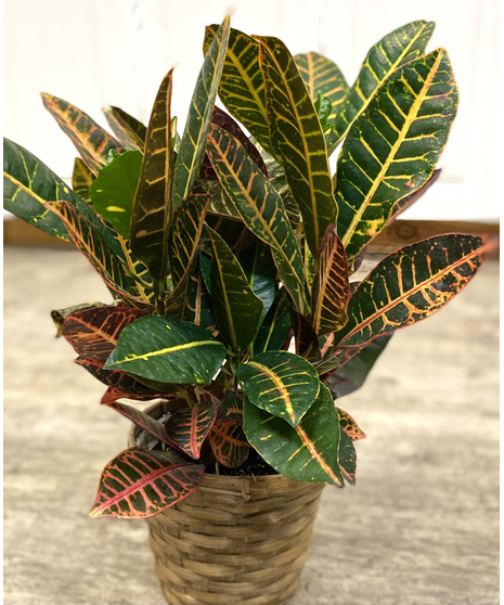 Croton