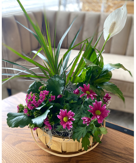 Dish Garden w/Blooming Plant