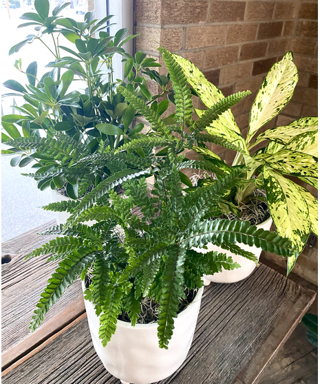 Easy-care Green Plant