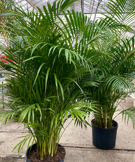 Areca Palm