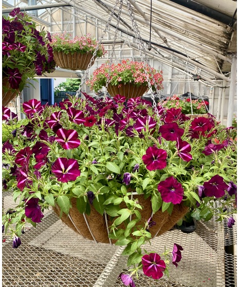 Boesen Oversized Baskets