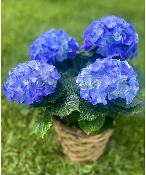 Hydrangea Plant