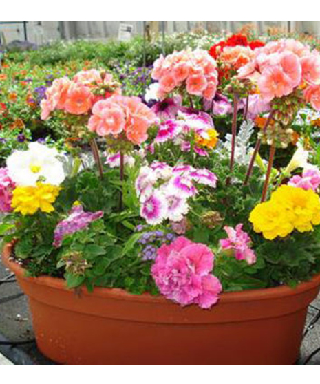 Memorial Day Planter (local only)