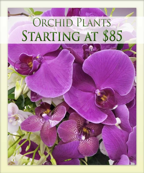 Enjoy an orchid plant with Boesen the Florist!