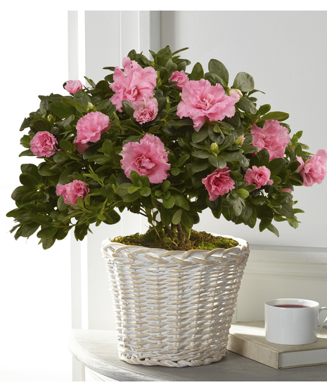 Blooming Azalea
