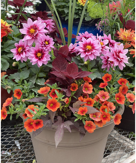 Patio Planter