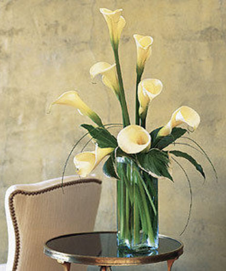 White Callas