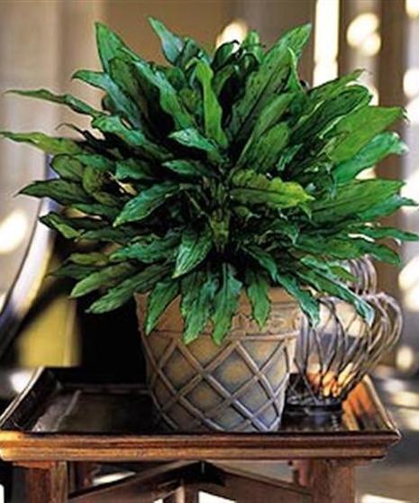 Aglaonema