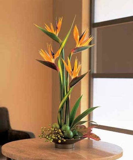 Birds of Paradise
