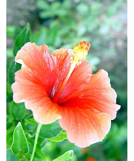 Hibiscus tree