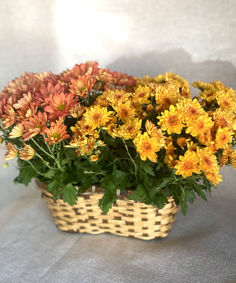 Autumn Double Bloomer Basket