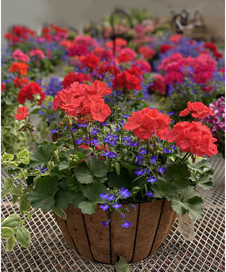 Flowering Plants