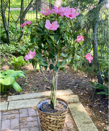 Flowering Plants
